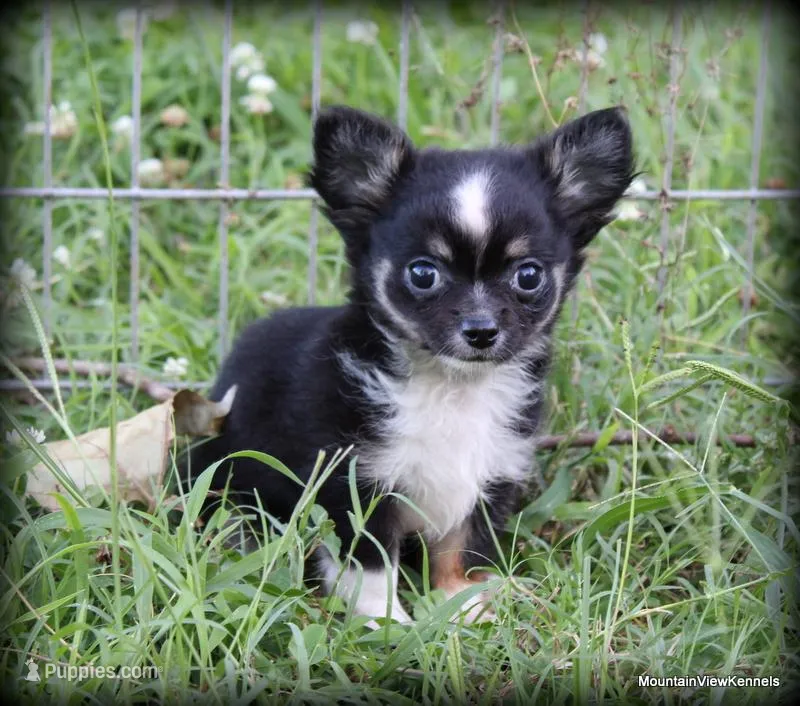Longhair Orio, a male Chihuahua for sale in Wister, OK – Photo 1 of 3
