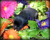 Petite Rain, a female Chihuahua for sale in Wister, OK – 3 of 3