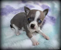 Petite Blue Jinx, a male Chihuahua for sale in Wister, OK – 2 of 6