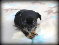 Casi, a female Chihuahua for sale in Wister, OK – Photo 3 of 3