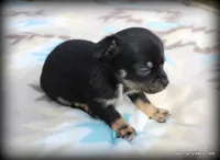 Casi, a female Chihuahua for sale in Wister, OK – Photo 2 of 3