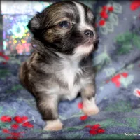 Long hair Oni, a female Chihuahua for sale in Wister, OK – Photo 3 of 4