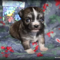 Long hair Oni, a female Chihuahua for sale in Wister, OK – Photo 1 of 4