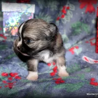 Long hair Oni, a female Chihuahua for sale in Wister, OK – Photo 4 of 4