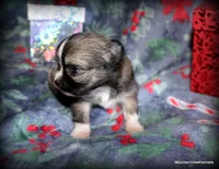 Long hair Oni, a female Chihuahua for sale in Wister, OK – Photo 4 of 4