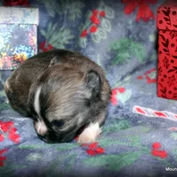 Long hair Oni, a female Chihuahua for sale in Wister, OK – Photo 2 of 4