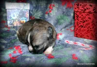 Long hair Oni, a female Chihuahua for sale in Wister, OK – Photo 2 of 4