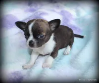 Refined Brindle Jace, a male Chihuahua for sale in Wister, OK – 2 of 6