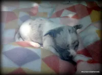 Lavender merle Carlos, a male Chihuahua for sale in Wister, OK – 2 of 3