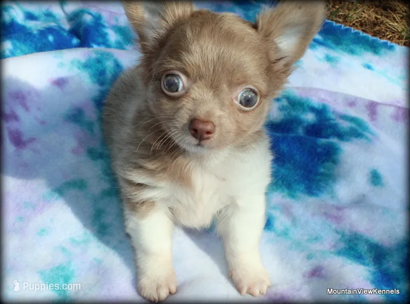 Lavender Long hair Chico – Chihuahua puppy for sale in Wister, OK