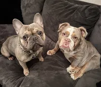 Lucy, a female French Bulldog for sale in Reno, NV – 3 of 6