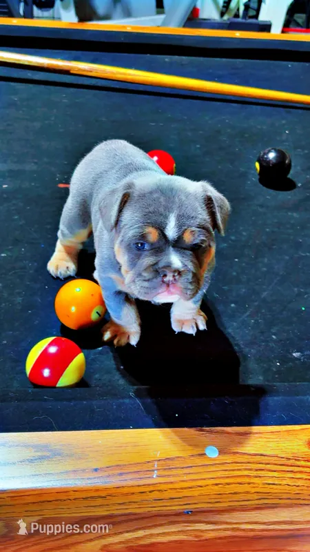 Lucy – French Bulldog puppy for sale in Reno, NV