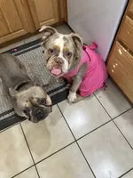 Lucy, a female French Bulldog for sale in Reno, NV – 5 of 6