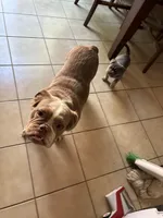 Lucy, a female French Bulldog for sale in Reno, NV – 6 of 6