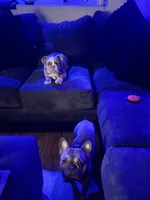 Lucy, a female French Bulldog for sale in Reno, NV – 4 of 6
