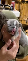 Lucy, a female French Bulldog for sale in Reno, NV – 2 of 6