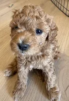 Bodhi, a male Cavapoo for sale in Sedona, AZ – 2 of 2
