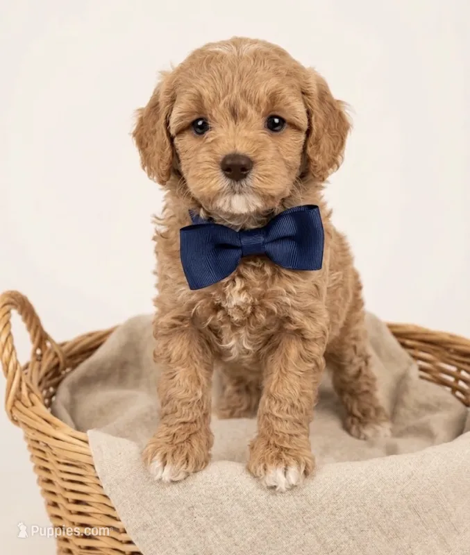 Pax – Cavapoo puppy for sale in Sedona, AZ