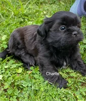 AKC Charlie, a male Shih Tzu for sale in Mount Vernon, OH – 3 of 4