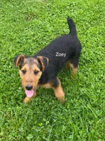 AKC Zoey, a female Airedale Terrier for sale in Mount Vernon, OH – 5 of 5