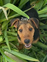 AKC Zoey, a female Airedale Terrier for sale in Mount Vernon, OH – 1 of 5