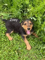 AKC Zoey, a female Airedale Terrier for sale in Mount Vernon, OH – 2 of 5
