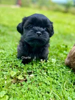 AKC Charlie, a male Shih Tzu for sale in Mount Vernon, OH – 2 of 4