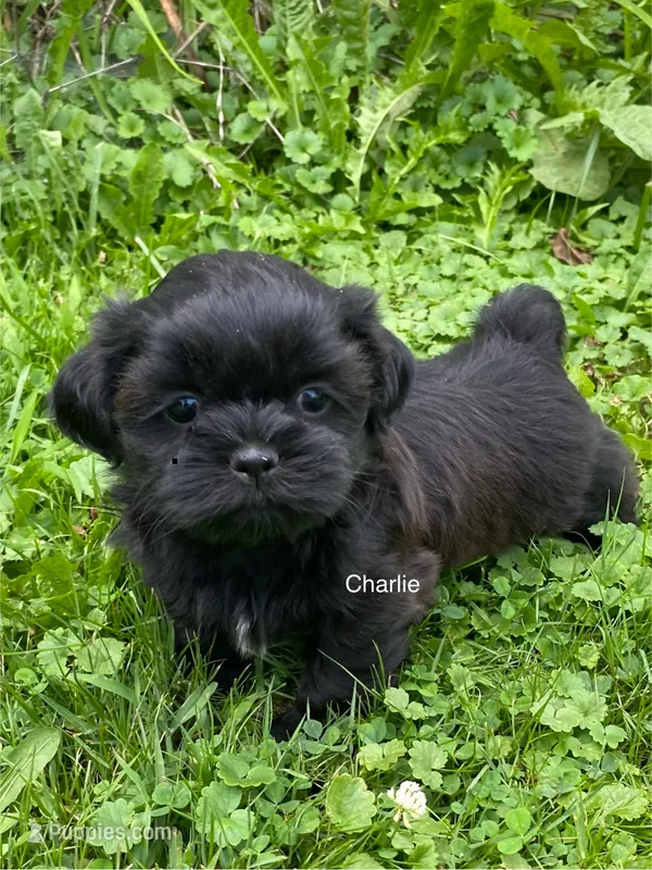AKC Charlie – Shih Tzu puppy for sale in Mount Vernon, OH