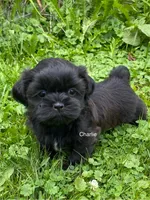 AKC Charlie, a male Shih Tzu for sale in Mount Vernon, OH – 1 of 4