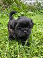 AKC Charlie, a male Shih Tzu for sale in Mount Vernon, OH – 4 of 4