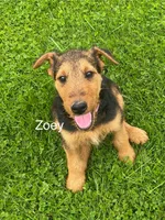 AKC Zoey, a female Airedale Terrier for sale in Mount Vernon, OH – 3 of 5