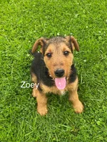 AKC Zoey, a female Airedale Terrier for sale in Mount Vernon, OH – 4 of 5