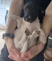 Spot , a male Jack Russell Terrier for sale in Inverness, FL – Photo 3 of 4