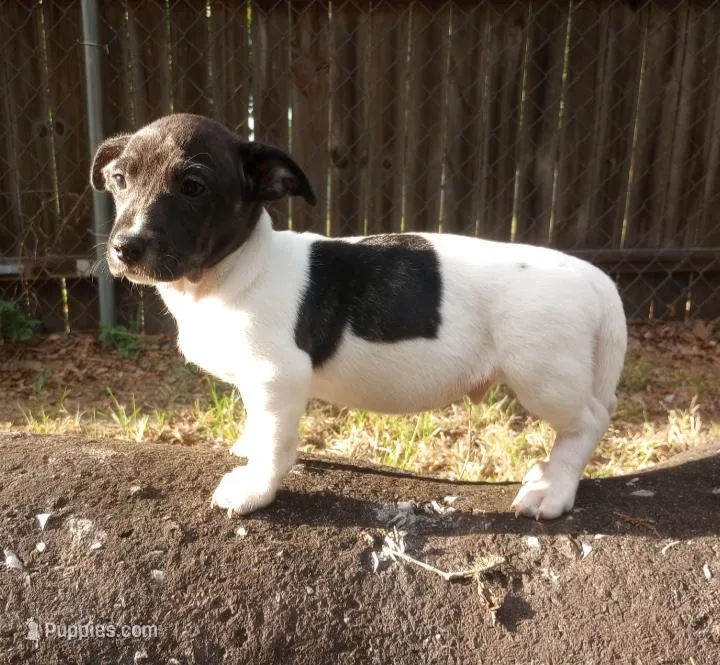 Spot  – Jack Russell Terrier puppy for sale in Inverness, FL
