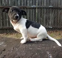 Spot , a male Jack Russell Terrier for sale in Inverness, FL – Photo 2 of 4