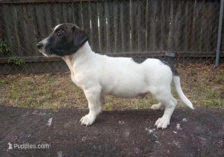 Dash – Jack Russell Terrier puppy for sale in Inverness, FL
