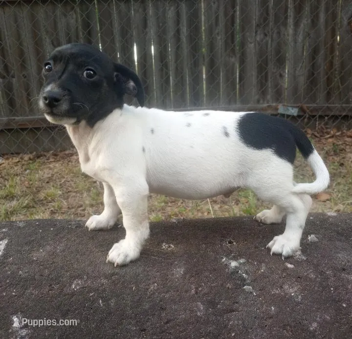 Freckles  – Jack Russell Terrier puppy for sale in Inverness, FL