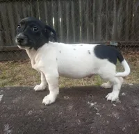 Freckles , a male Jack Russell Terrier for sale in Inverness, FL – Photo 1 of 4