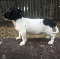 Freckles , a male Jack Russell Terrier for sale in Inverness, FL – Photo 2 of 4