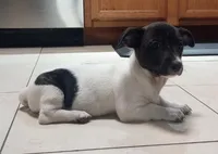 Freckles , a male Jack Russell Terrier for sale in Inverness, FL – Photo 3 of 4