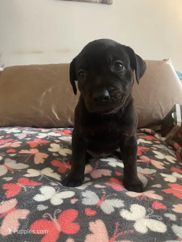 Luna – German Shepherd Dog, Bullmastiff puppy for sale in Kent, WA