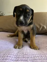 Teddy, a male German Shepherd Dog and Bullmastiff for sale in Kent, WA – 2 of 2