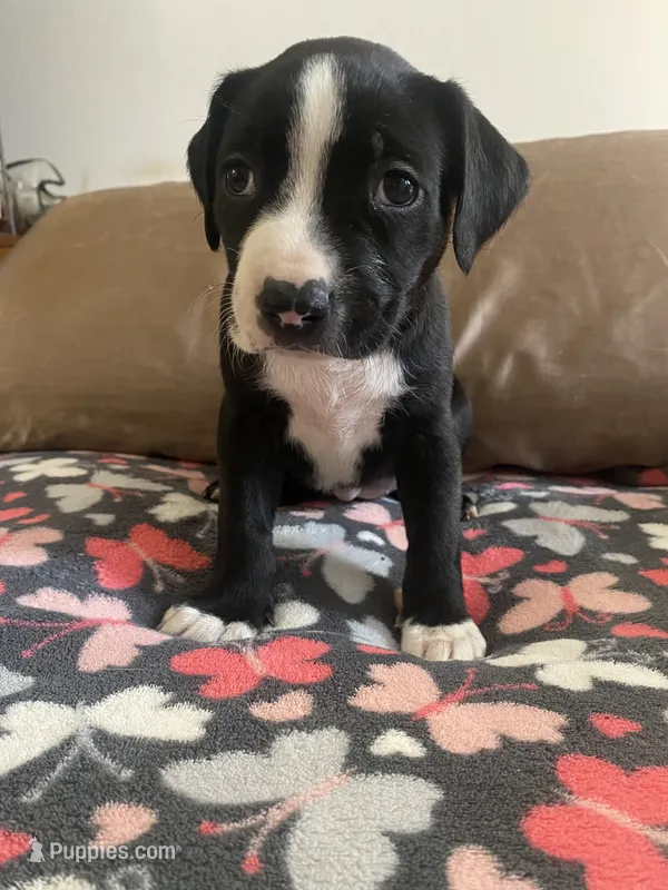 Millie – German Shepherd Dog, Bullmastiff puppy for sale in Kent, WA