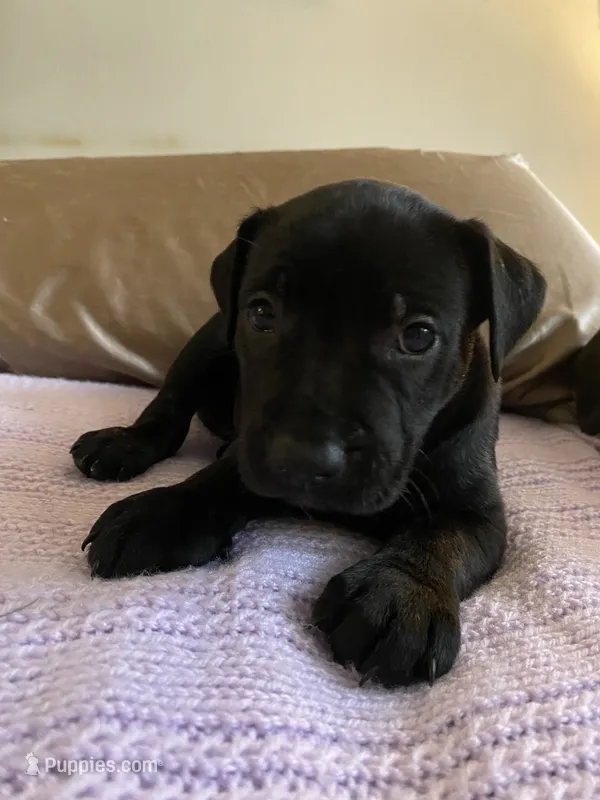 Milo – German Shepherd Dog, Bullmastiff puppy for sale in Kent, WA