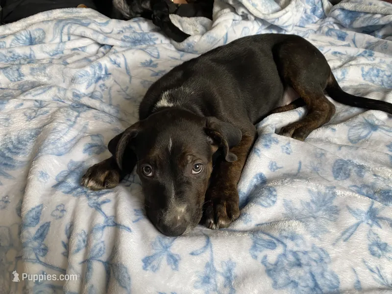 Tank – German Shepherd Dog, Bullmastiff puppy for sale in Kent, WA