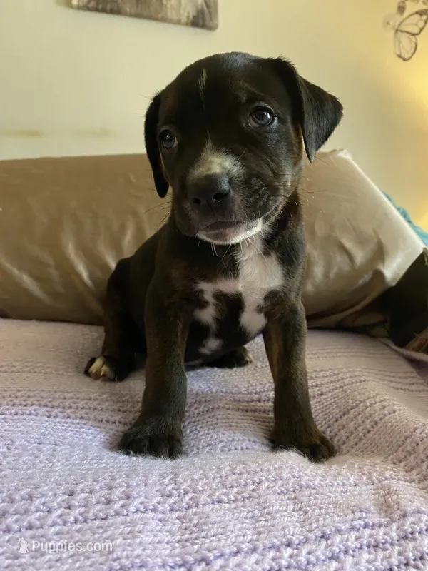 Tank – German Shepherd Dog, Bullmastiff puppy for sale in Kent, WA