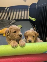 Navy, a female Miniature Goldendoodle for sale in Wooster, OH – 9 of 10