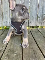 Maui, a male French Bulldog for sale in Wooster, OH – 5 of 5