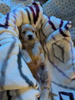 Sailor, a female Miniature Goldendoodle for sale in Wooster, OH – 7 of 10