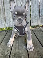 Maui, a male French Bulldog for sale in Wooster, OH – 4 of 5
